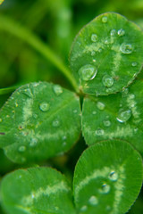 Water drops on clover