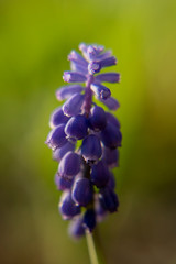 Grape Hyacinth