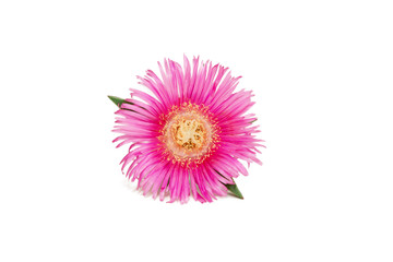 flower isolated on white background. pink blooming sea fig flower. Carpobrotus chilensis is ground creeping plant with succulent leaves in the family Aizoaceae. Purple blossoms with yellow center.
