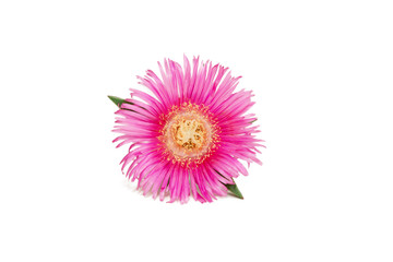 flower isolated on white background. pink blooming sea fig flower. Carpobrotus chilensis is ground...
