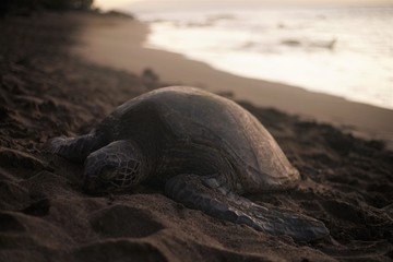 sea turtle on the beach