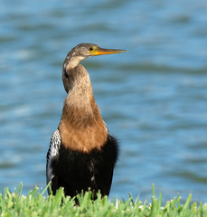 Female anhinga with a light tan head, neck, and chest; long bill; black back and belly; and black...