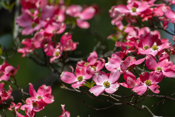 Fototapeta na wymiar Pink Dogwood Blooms