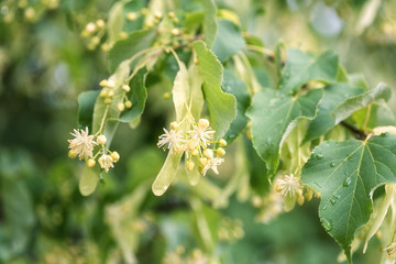 Linden blossom, tender white flowers and fresh green leaves after rain, natural outdoor background