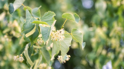 Linden blossom, tender white flowers and fresh green leaves after rain, natural outdoor background