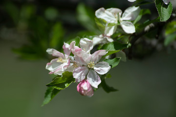 Apple Blossoms