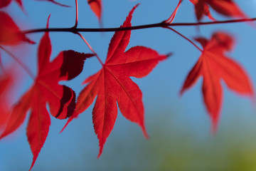 Japanese Red Maple