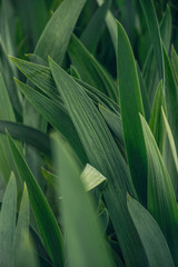 Spring garden. sprouted iris leaves in the spring sun	