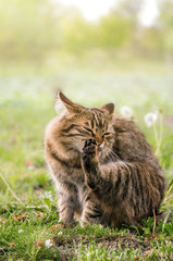 Tabby fluffy cat on a background of a sunny garden