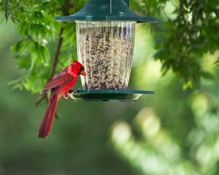 Cardinal at a feeder in a springtime backyard