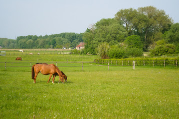 A beautiful brown mare horse with her foal on a field