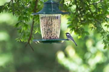 Chickadee bird on a green feeder with selective focus and bokeh