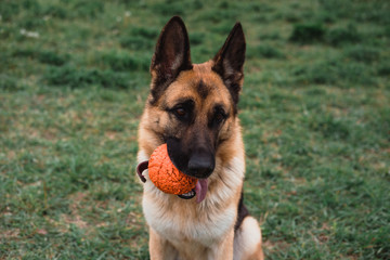 German shepherd with a ball. A dog plays with a ball in nature.