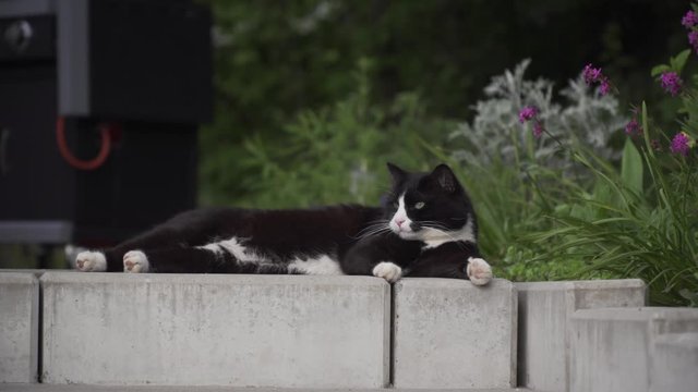 Katze liegt faul auf dem Boden