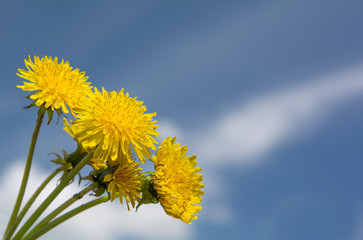 Dandelion flowers against the blue sky, place for text