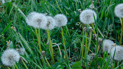 Airy, fluffy dandelions in a green meadow.