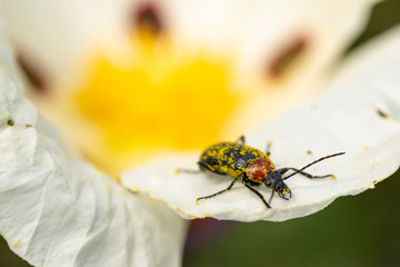 Insecto em flor