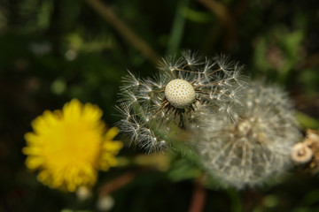 Dandelion white seeds closeup on blurry grass background