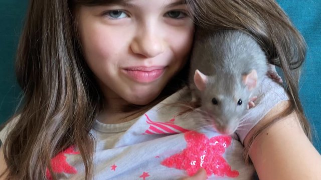 Little beautiful girl holds on her shoulder a home decorative rat dambo. Love of children and animals, concept