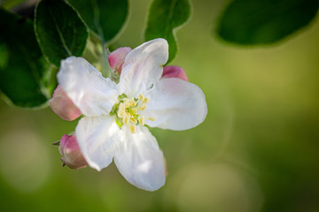 Apple flower in a spring garden