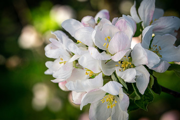 Obraz premium Apple flower in a spring garden