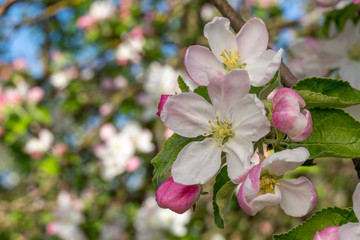 Fototapeta na wymiar Apple flower in a spring garden