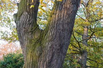 Trunk of oak tree that separates into two