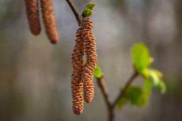 birch catkins on a birch branch in spring
