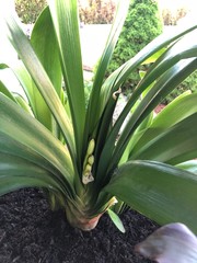 Obraz premium aloe vera plant