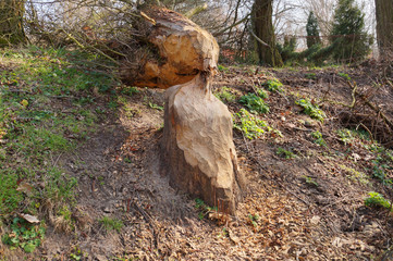 A fallen tree. The effect of the beaver family on the river bank.