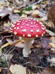 Red fly agaric. Toxic mushroom. Amanita muscaria.