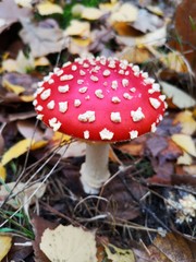Red fly agaric. Toxic mushroom. Amanita muscaria.