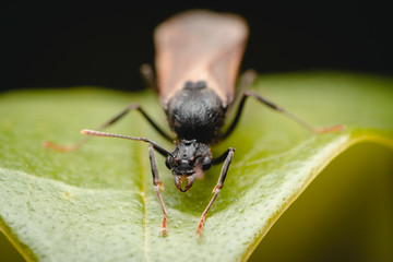 Macrophotography of a flying ant over a green leaf, diffocused background.