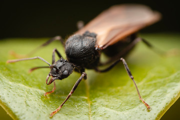 Macrophotography of a flying ant over a green leaf, diffocused background.