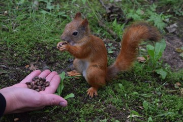 squirrel eating nut