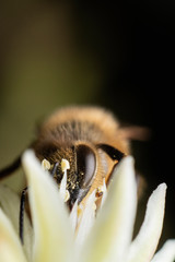 closeup of a bee feeding on a flower.