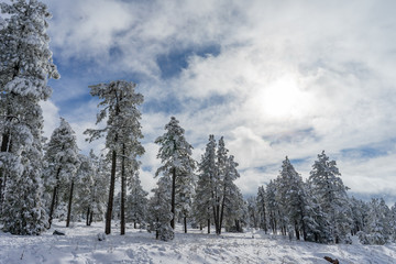 Lots of Snow on trees in winter, Arizona United States