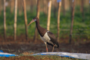 stork in a tomato farm in ethiopia