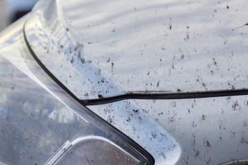 midges insects on the bumper and hood of the car © justoomm