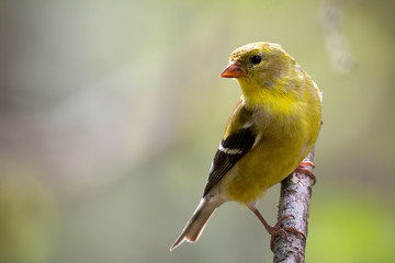 American Goldfinch sitting on a perch.