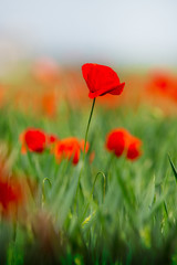 Obraz premium FLOWER ON THE GRASS