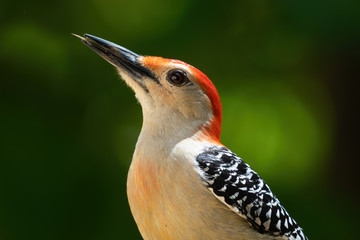 Red Bellied Woodpecker sticking his tongue out.