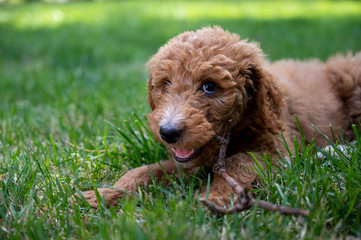 Puppy dog eyes looking up as she chews on a stick