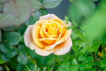 rose / 黄色のバラ　レミーマルタン HT