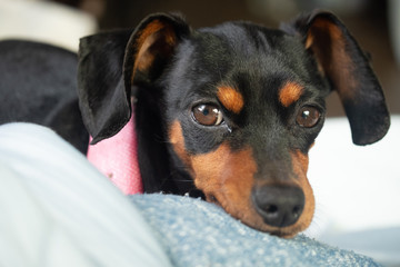 じっと見つめる犬　ブラックタンの小型犬