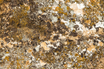 Lichens and moss on stone