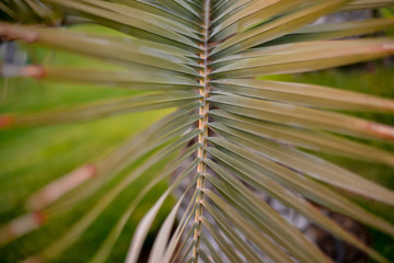 succulent palm leaves on a blurry background