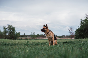 The dog is sitting in a green clearing. German shepherd sitting in nature and smiling. The dog is waiting for the game to start.