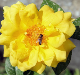 A bee collecting nectar and pollen from a blooming yellow rose. The bee carry the pollen from blossom to blossom helping fertilize the plant.