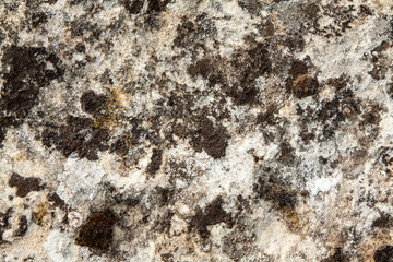 Lichens and moss on stone